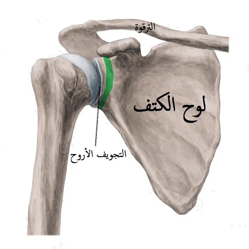 أنواع كسور الكتف