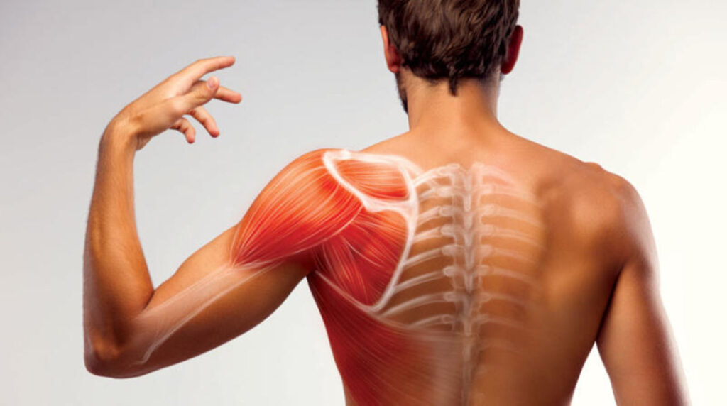 ما هي تكلفة عملية قطع وتر الكتف؟