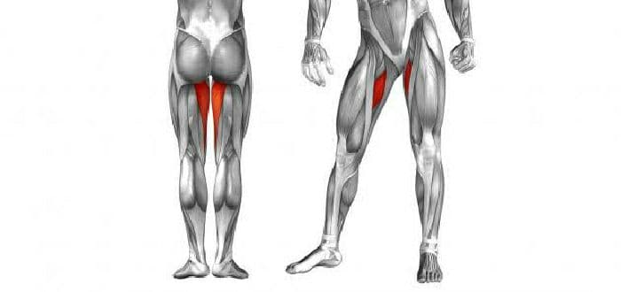 What is the adductor muscle