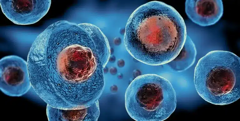 Stem cell 1024x517 1